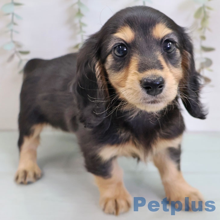 ミニチュア・ダックスフンドの写真2