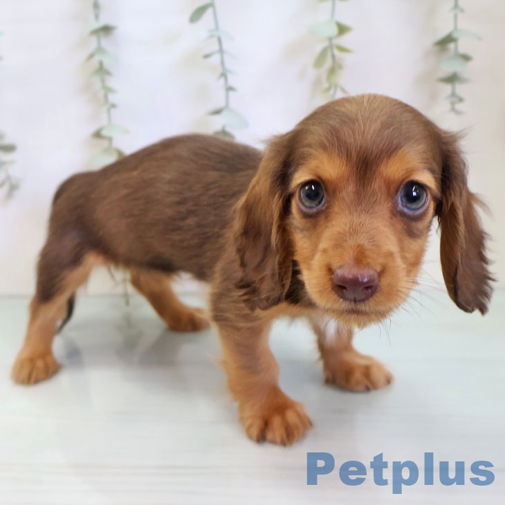 ミニチュア・ダックスフンドの写真2