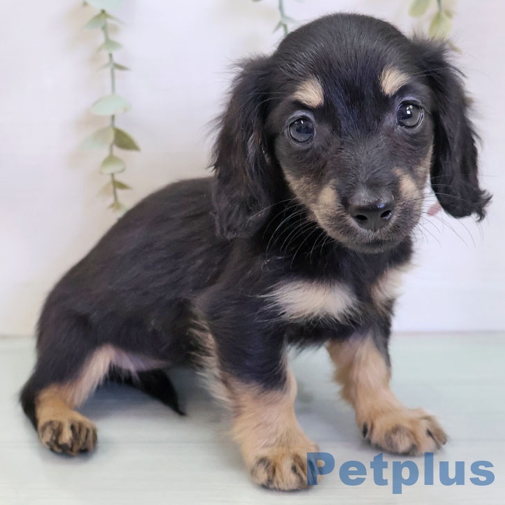 ミニチュア・ダックスフンドの写真2