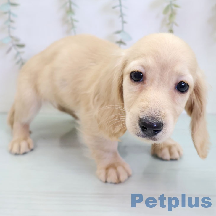 ミニチュア・ダックスフンドの写真2