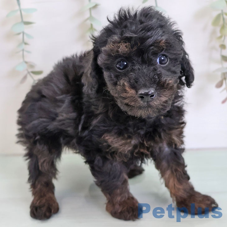 トイ・プードルの写真2