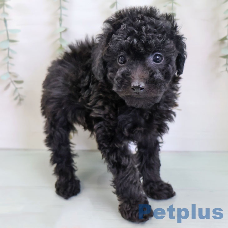 トイ・プードル