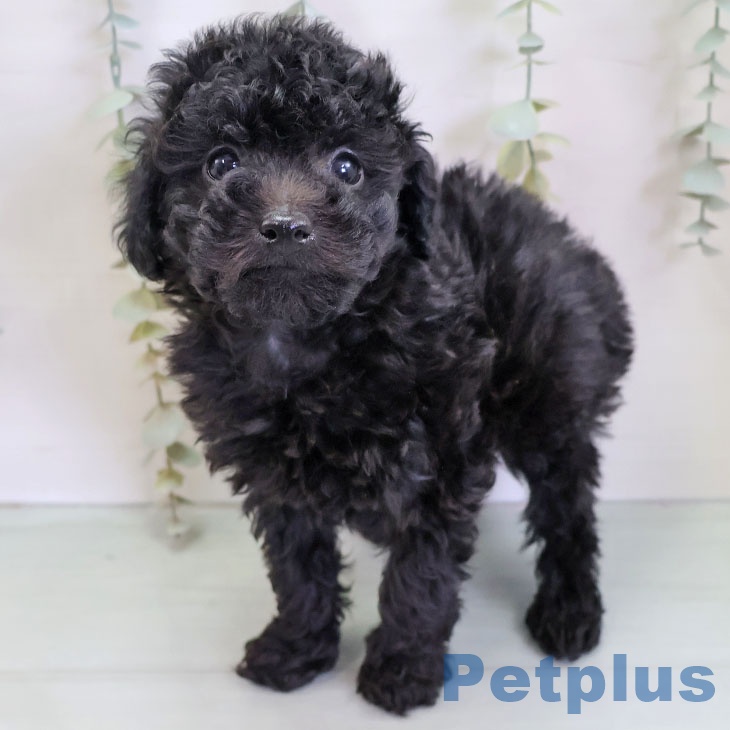 トイ・プードルの写真2