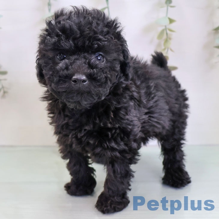 福岡県のトイプードル(トイ) (ペットプラス 香椎浜店/2025年12月5日生まれ/女の子/ブラック)の子犬の1枚目の画像