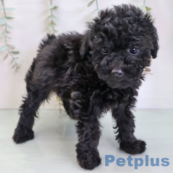 福岡県のトイプードル(トイ) (ペットプラス 香椎浜店/2025年12月5日生まれ/女の子/ブラック)の子犬の2枚目の画像