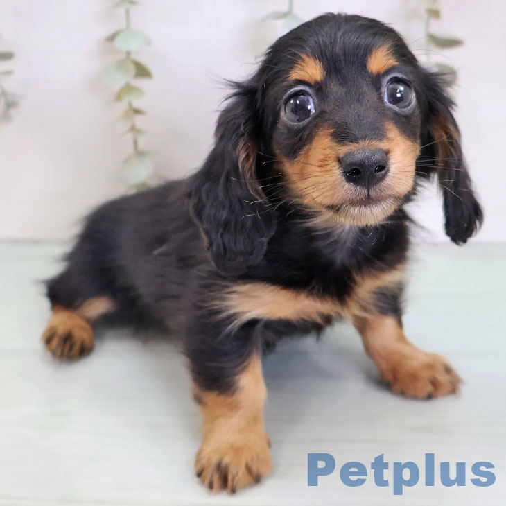 カニーンヘン・ダックスフンド