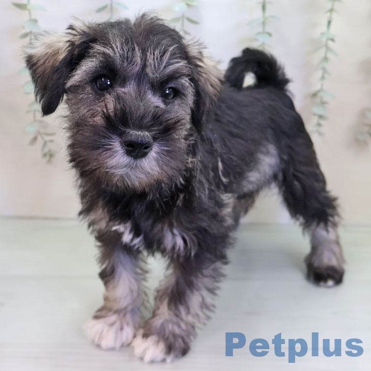 福島県のミニチュアシュナウザー (ペットプラス イオンタウン郡山店/2025年11月30日生まれ/男の子/ソルトペッパー)の子犬の1枚目の画像