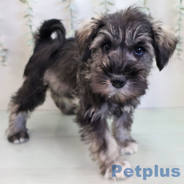 福島県のミニチュアシュナウザー (ペットプラス イオンタウン郡山店/2025年11月30日生まれ/男の子/ソルトペッパー)の子犬の2枚目の画像