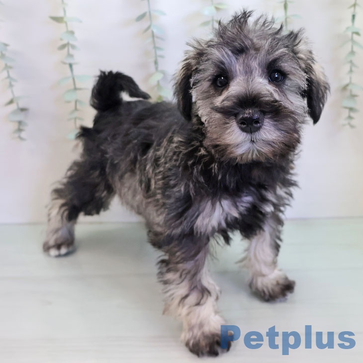 ミニチュア・シュナウザー