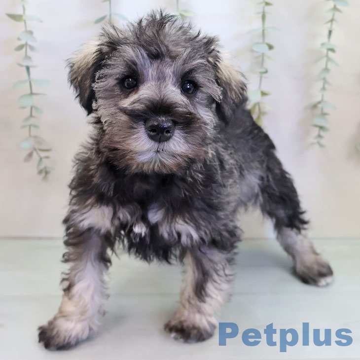 ミニチュア・シュナウザーの写真2