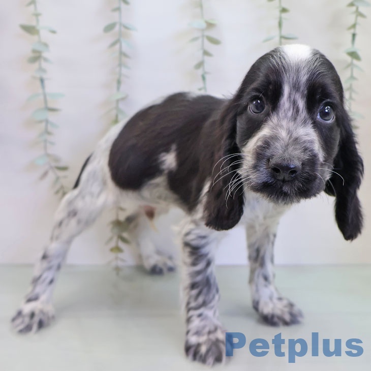 イングリッシュ・コッカー・スパニエル