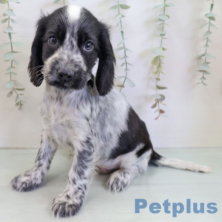 イングリッシュ・コッカー・スパニエルの写真2