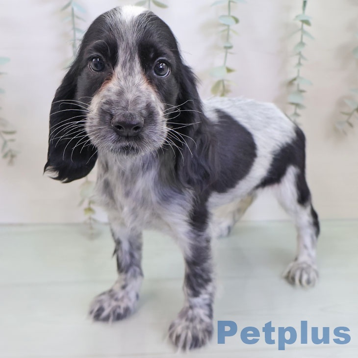 イングリッシュ・コッカー・スパニエル