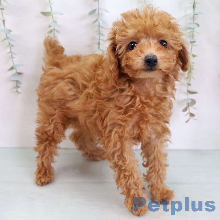 トイ・プードルの写真2