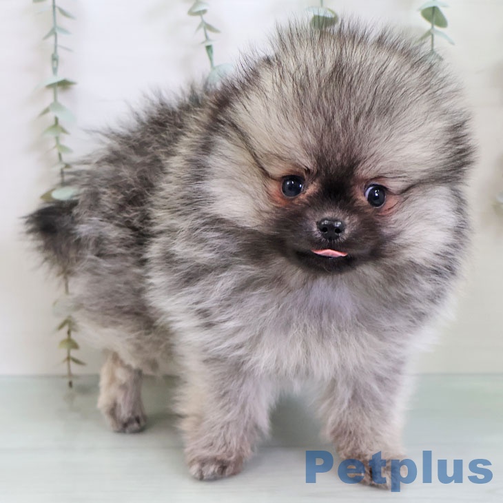 ポメラニアンの写真2