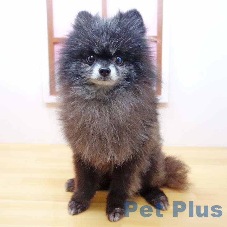 ポメラニアン