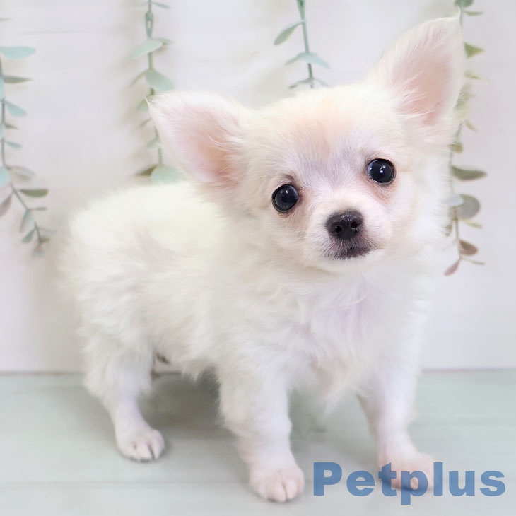 千葉県のチワワ(ロング) (ペットプラス 幕張新都心店/2025年12月1日生まれ/女の子/ホワイトクリーム)の子犬の1枚目の画像