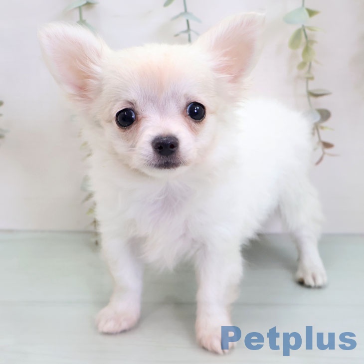 千葉県のチワワ(ロング) (ペットプラス 幕張新都心店/2025年12月1日生まれ/女の子/ホワイトクリーム)の子犬の2枚目の画像
