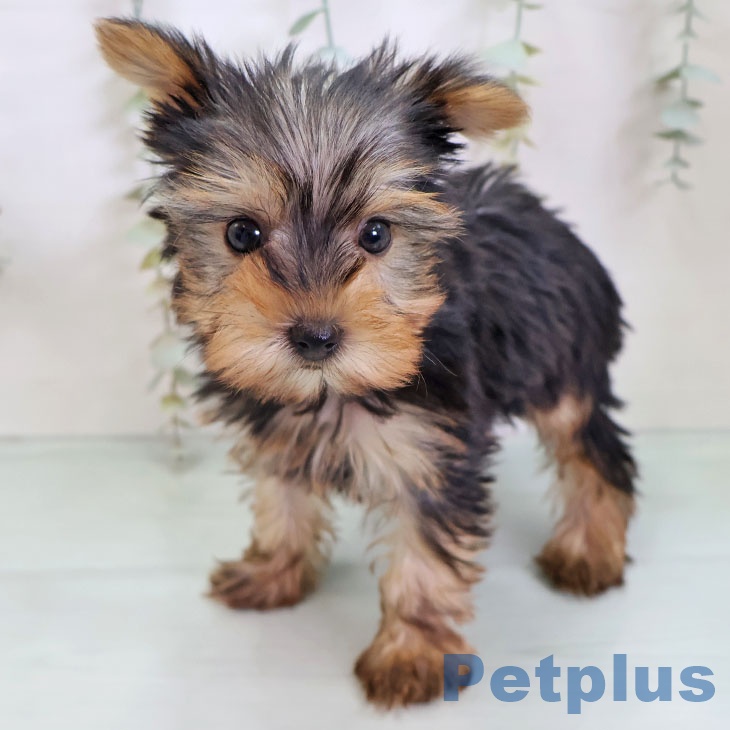 ヨークシャー・テリア