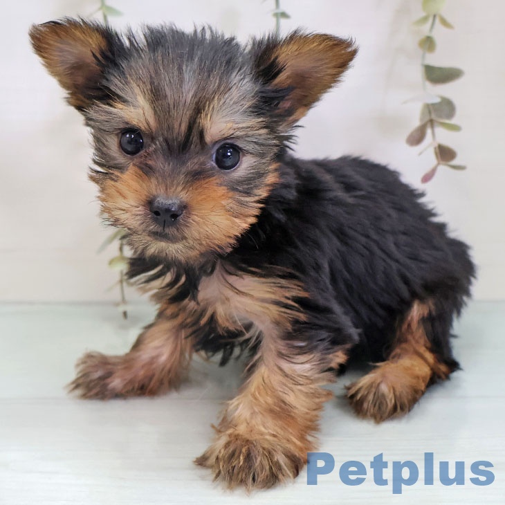 ヨークシャー・テリア