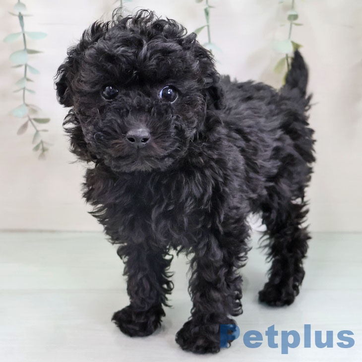 福岡県のトイプードル(トイ) (ペットプラス 八幡東店/2025年12月3日生まれ/男の子/ブラック)の子犬の1枚目の画像