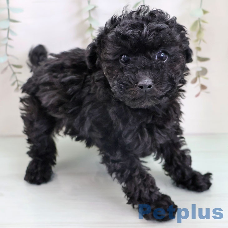 福岡県のトイプードル(トイ) (ペットプラス 八幡東店/2025年12月3日生まれ/男の子/ブラック)の子犬の2枚目の画像