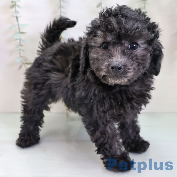 トイ・プードルの写真2