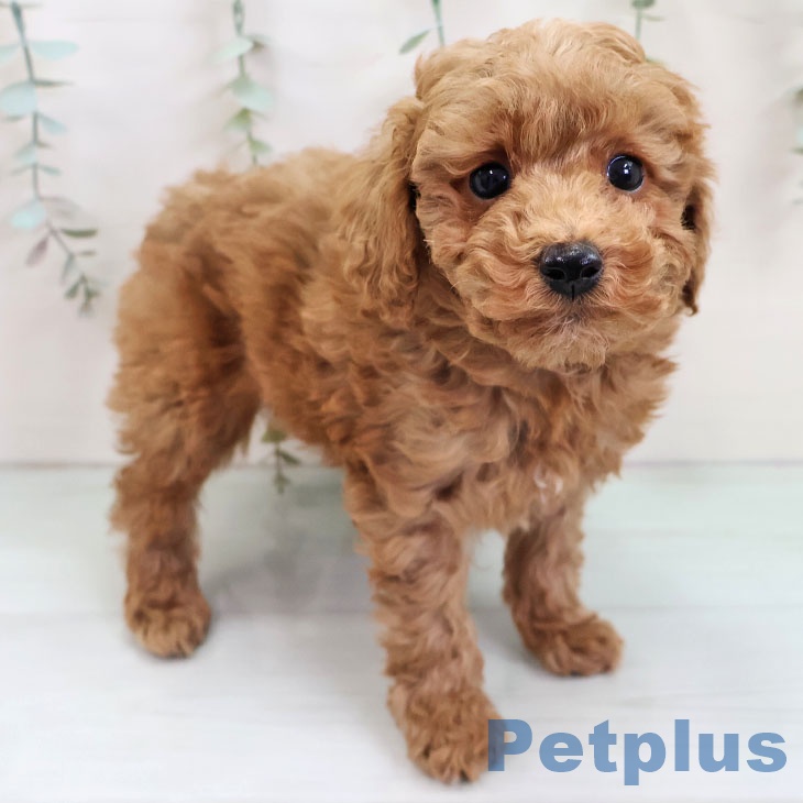 トイ・プードルの写真2