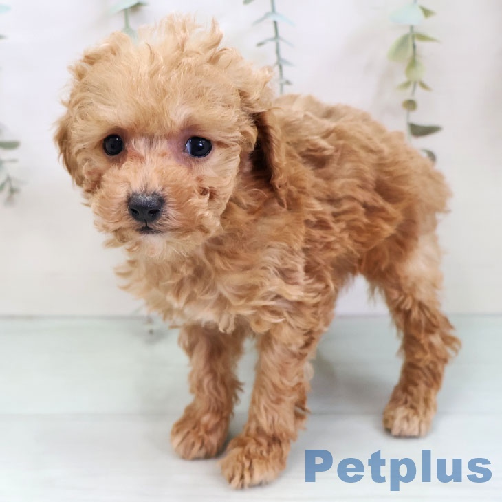 トイ・プードル