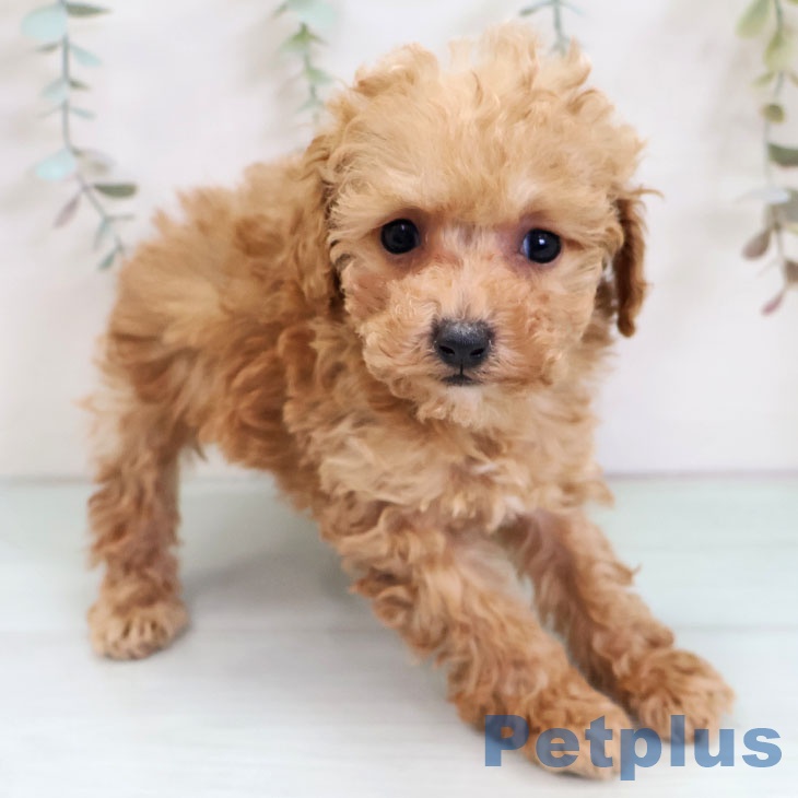 トイ・プードルの写真2