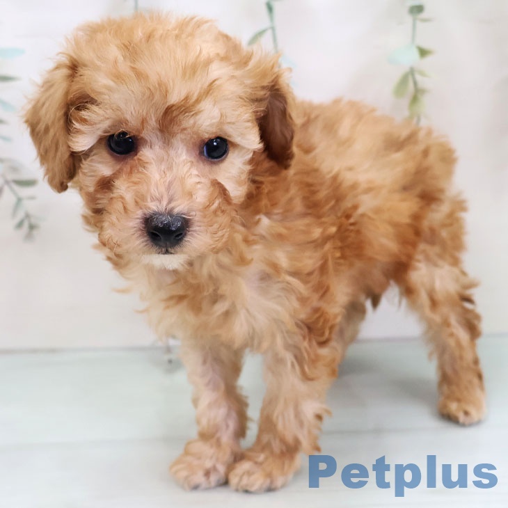 トイ・プードルの写真2