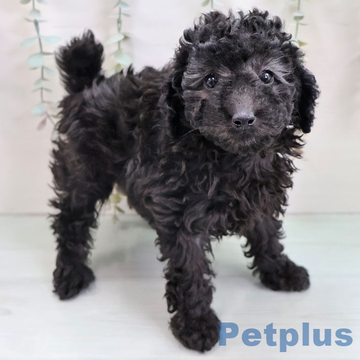 トイ・プードル