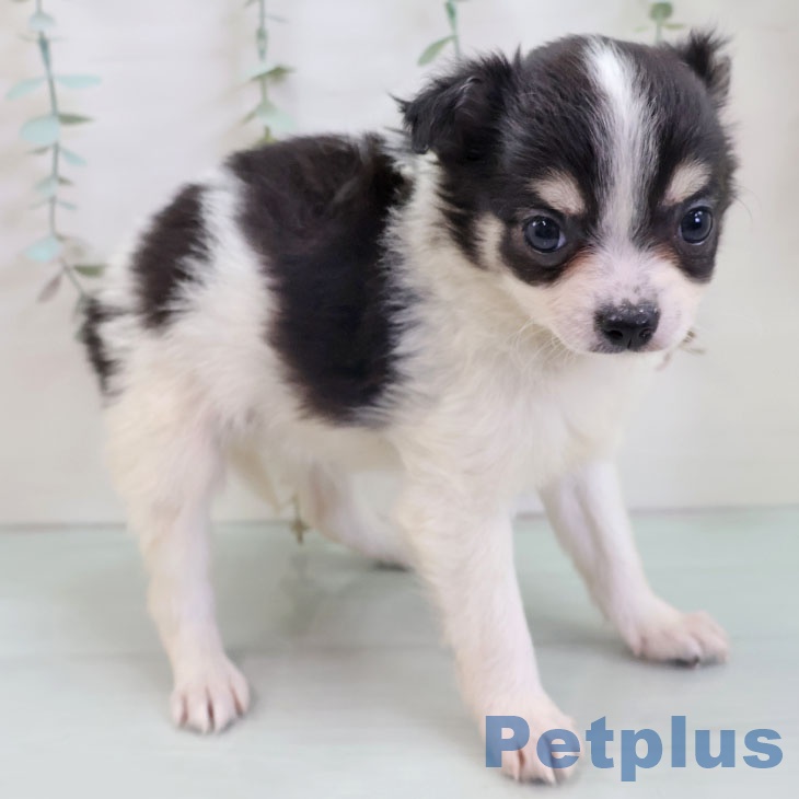 福岡県のチワワ(ロング) (ペットプラス 黒崎店/2025年12月5日生まれ/男の子/ブラックタンホワイト)の子犬の1枚目の画像