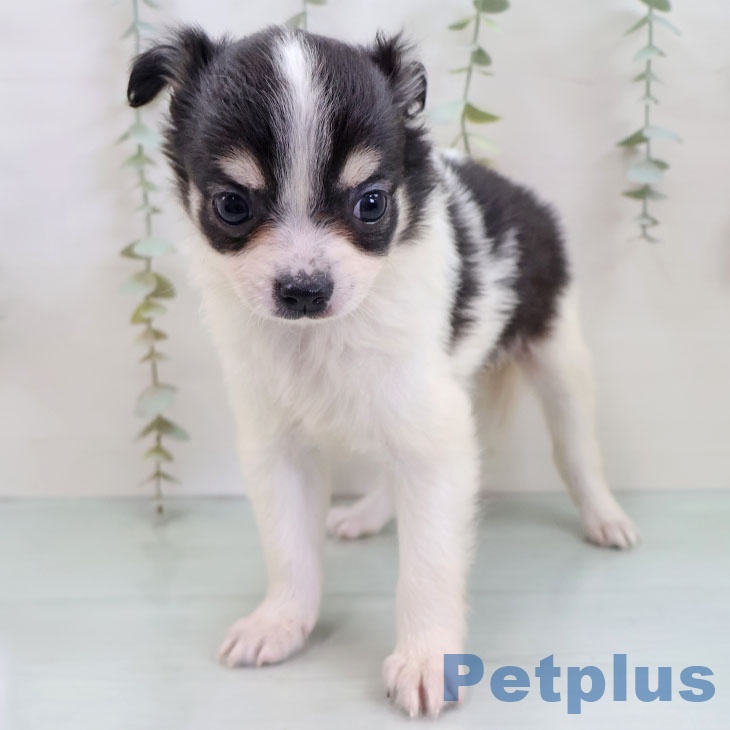 福岡県のチワワ(ロング) (ペットプラス 黒崎店/2025年12月5日生まれ/男の子/ブラックタンホワイト)の子犬の2枚目の画像