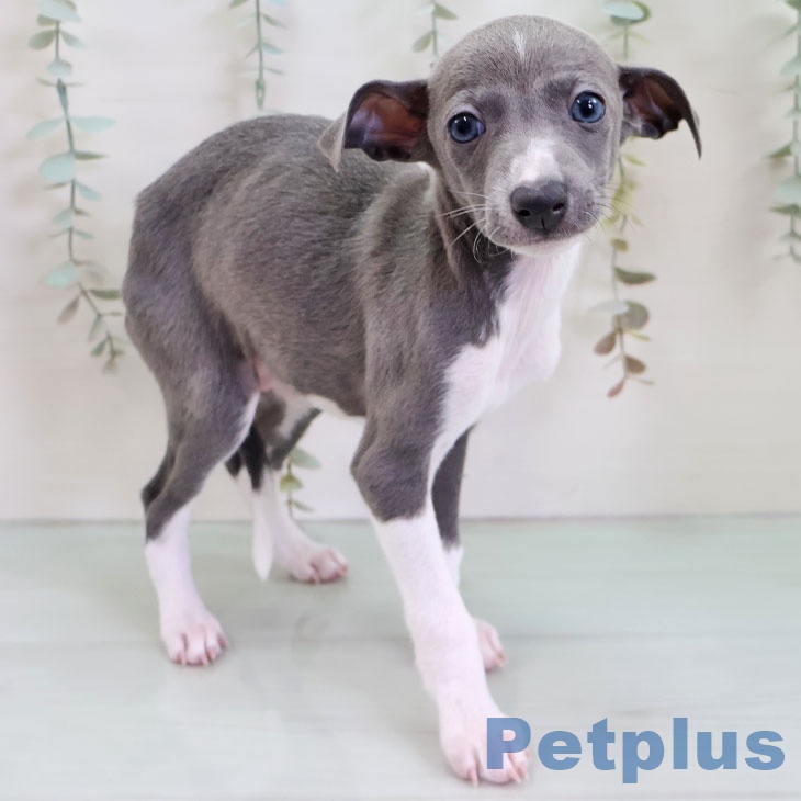 イタリアン・グレーハウンド