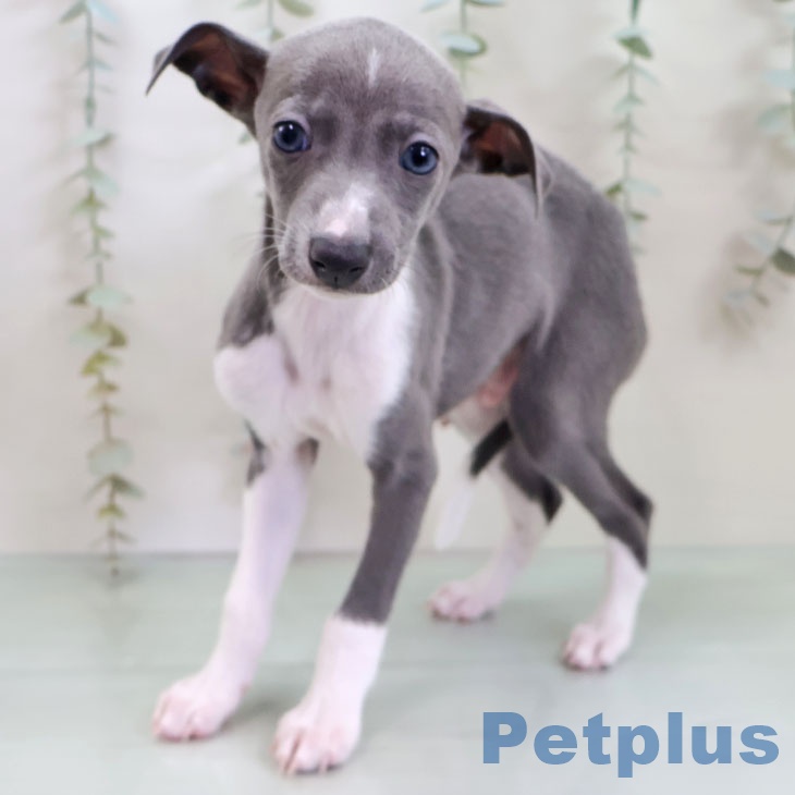 イタリアン・グレーハウンドの写真2