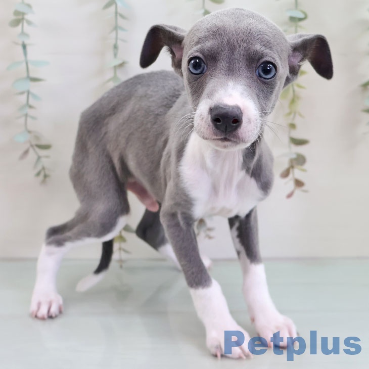 福岡県のイタリアングレーハウンド (ペットプラス ららぽーと福岡店/2025年12月6日生まれ/男の子/ブルーホワイト)の子犬の1枚目の画像