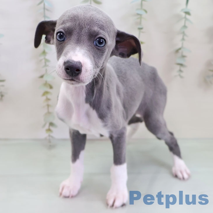 福岡県のイタリアングレーハウンド (ペットプラス ららぽーと福岡店/2025年12月6日生まれ/男の子/ブルーホワイト)の子犬の2枚目の画像
