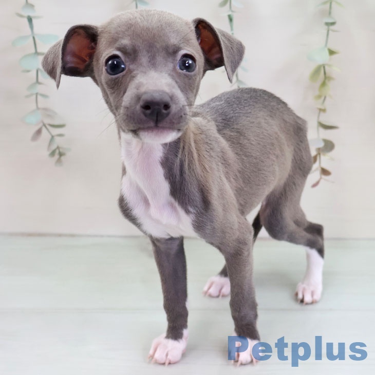 イタリアン・グレーハウンドの写真2