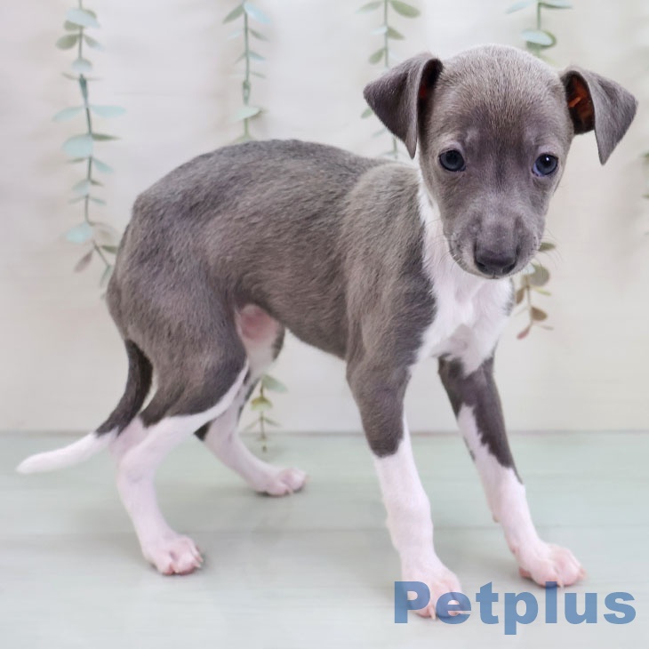 イタリアン・グレーハウンドの写真2