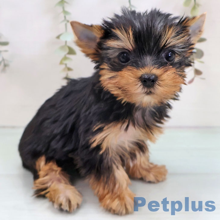 ヨークシャー・テリアの写真2