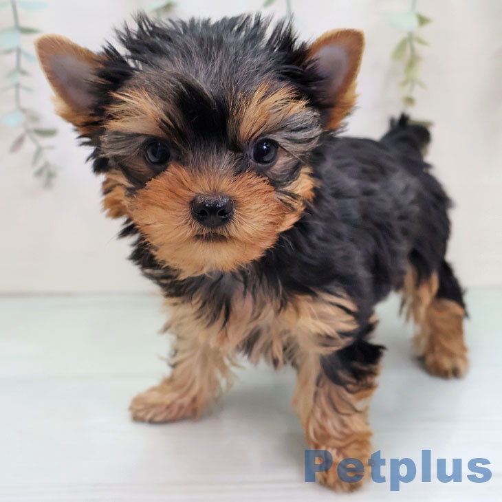 福岡県のヨークシャーテリア (ペットプラス ららぽーと福岡店/2025年12月5日生まれ/男の子/スチールブルータン)の子犬の1枚目の画像