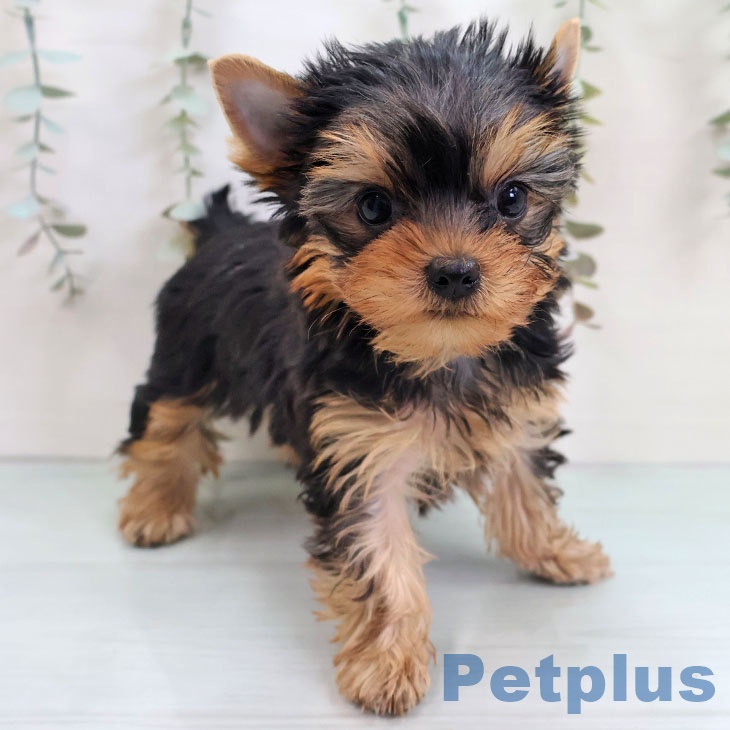 福岡県のヨークシャーテリア (ペットプラス ららぽーと福岡店/2025年12月5日生まれ/男の子/スチールブルータン)の子犬の2枚目の画像