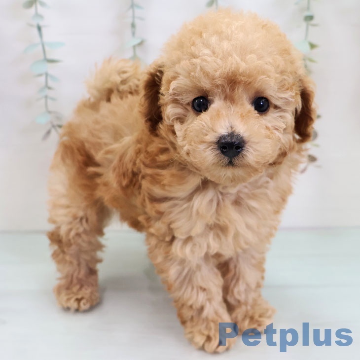 トイ・プードル