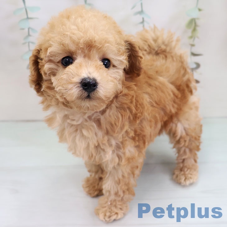 トイ・プードルの写真2