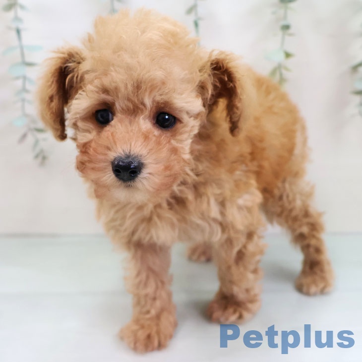 トイ・プードルの写真2