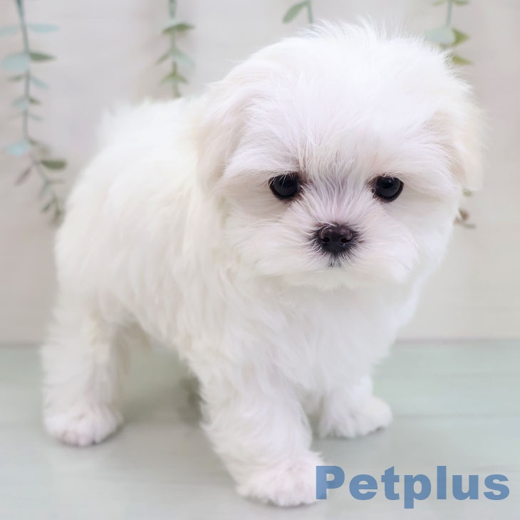 マルチーズの写真2