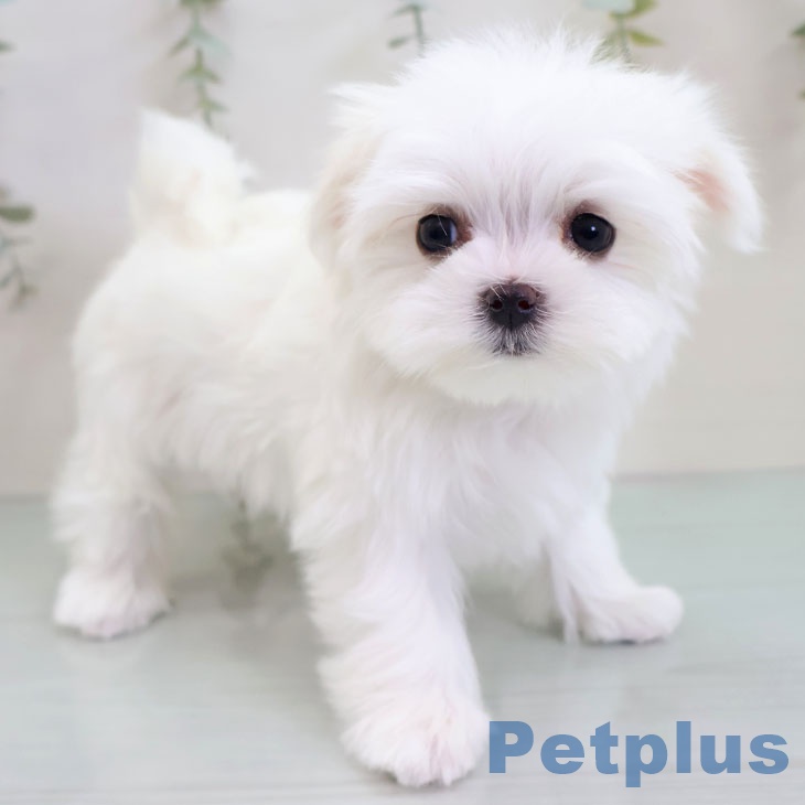 マルチーズの写真2