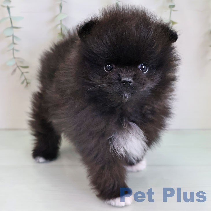 福岡県のポメラニアン (ペットプラス 黒崎店/2025年12月10日生まれ/男の子/ブラック)の子犬の2枚目の画像