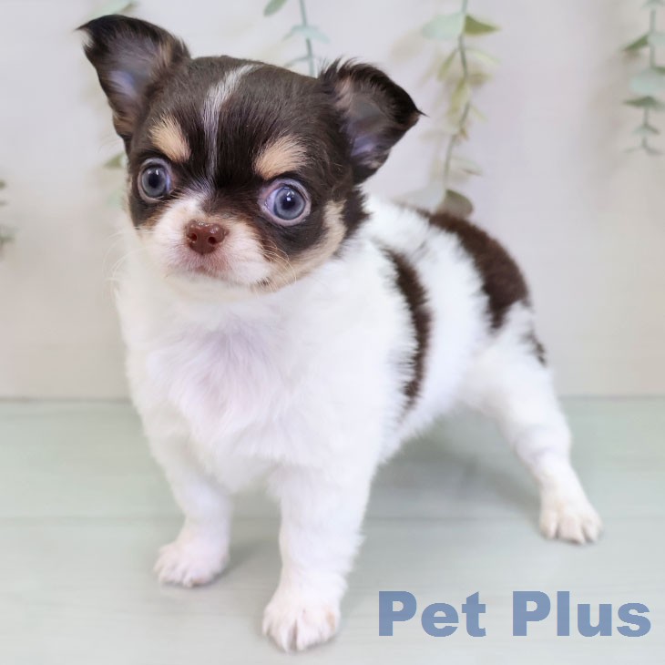 宮崎県のチワワ(ロング) (ペットプラス 宮崎店/2025年12月9日生まれ/男の子/ホワイトチョコレートタン)の子犬の2枚目の画像